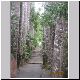 Atherton Tablelands - Paronella Park - Tree Walk.jpg